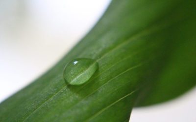 Macro: Close Up & Personal