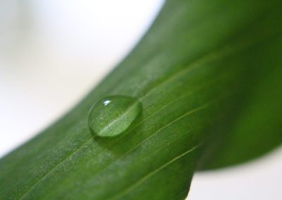 Macro: Close Up & Personal
